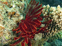 File:Himerometra robustipinna - North Point.jpeg (Category:Echinoderms of Queensland)