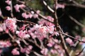 S290 雛桜 Hinazakura 花の写真