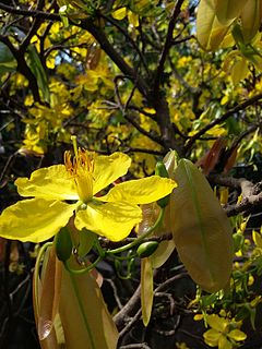 <i>Ochna integerrima</i> Species of tree