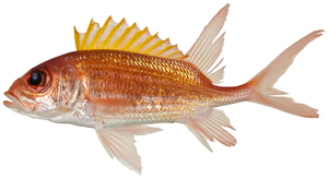 Holocentridae: Keluarga ikan