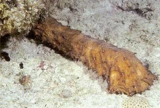 <i>Holothuria thomasi</i> Species of sea cucumber