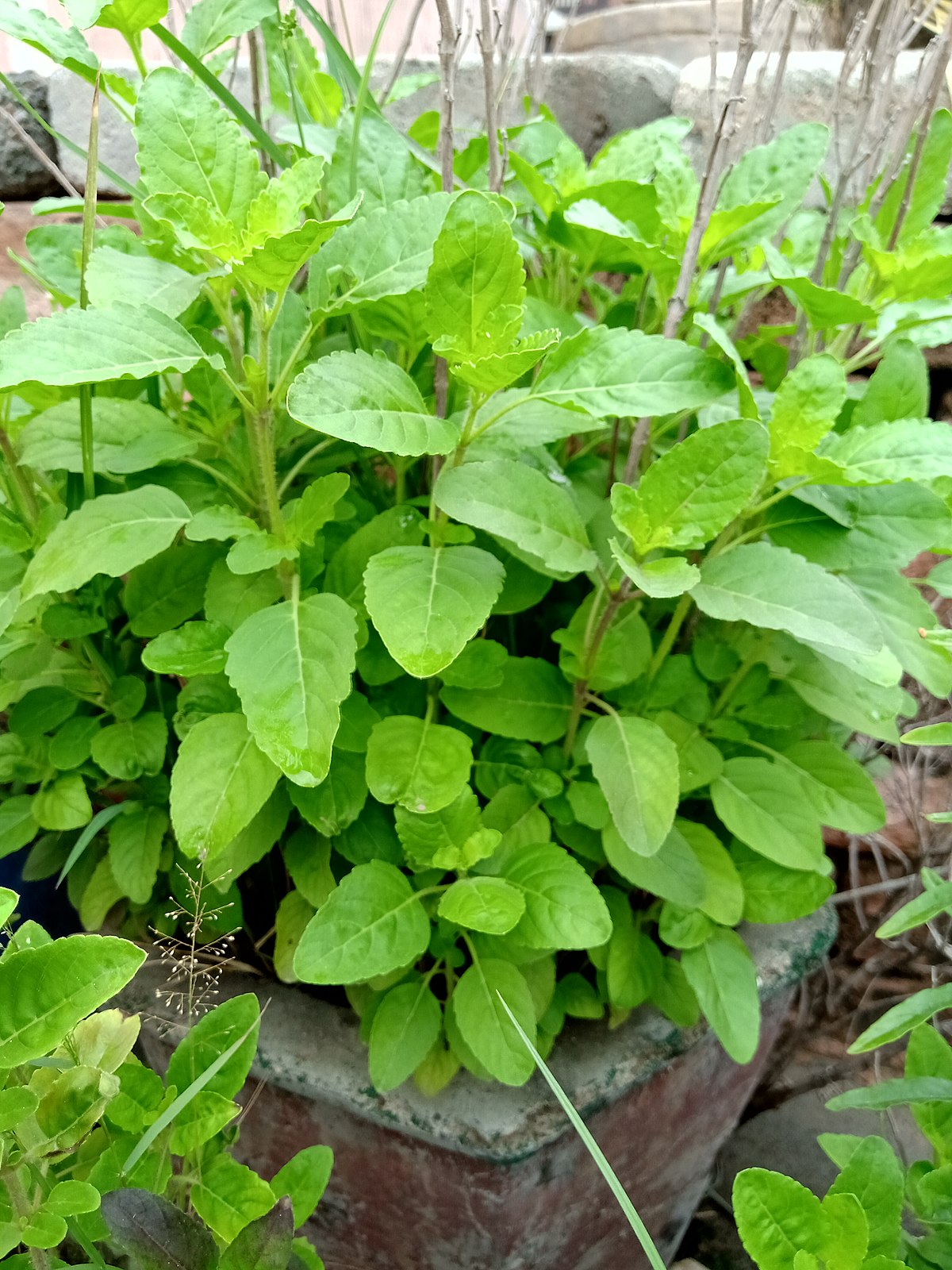 Holy Basil Rama Ocimum tenuiflorum .jpg