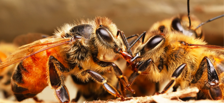Honey Bee Grooming.png