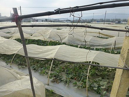 Strawberry fields near Yuxi
