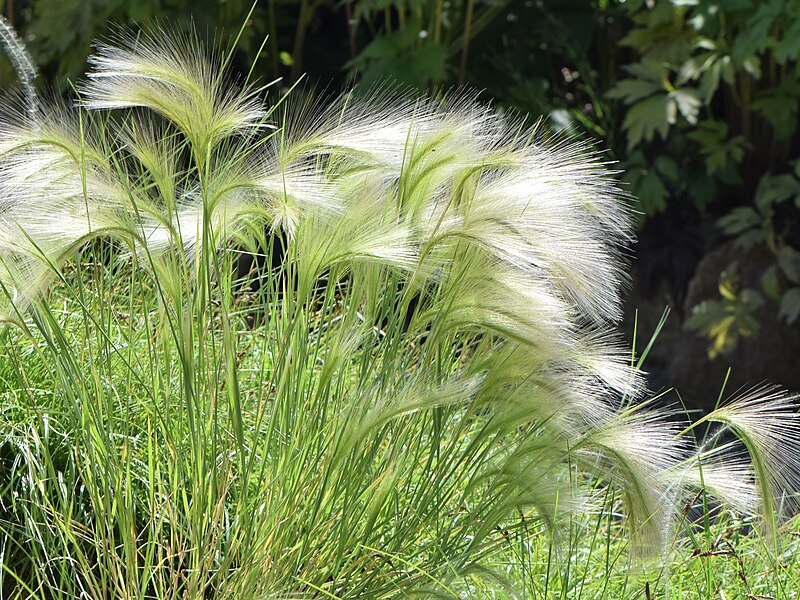 File:Hordeum jubatum kz04.jpg