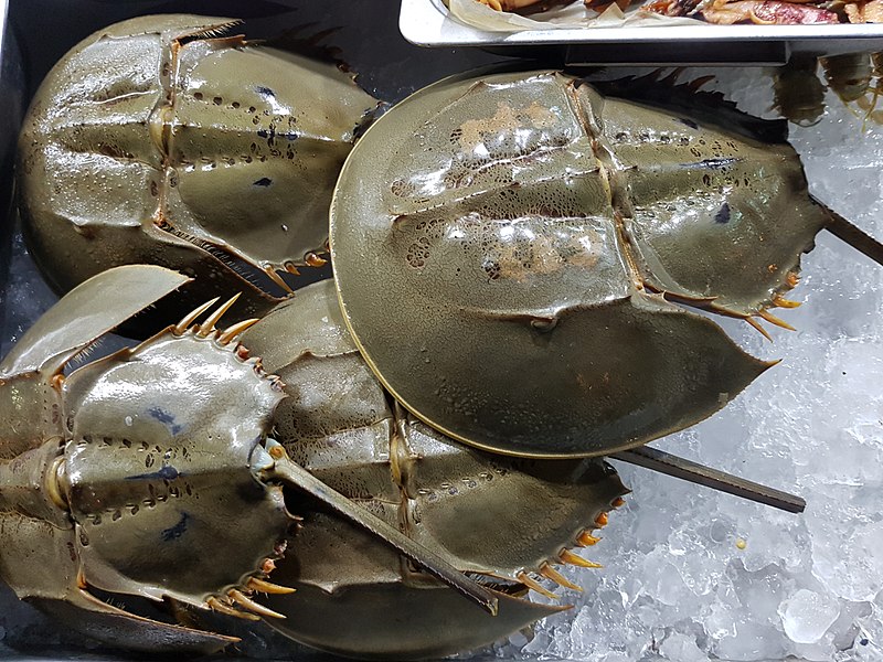 File:Horseshoe Crab Fresh on Ice.jpg