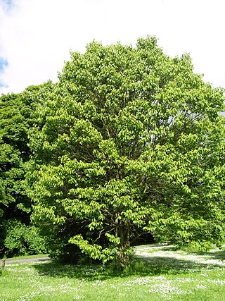 <i>Hovenia dulcis</i> Species of flowering plant