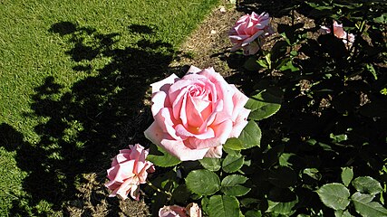 Rosa 'Tiffany' - Wikipedia
