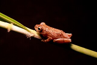 <i>Hyperolius tuberculatus</i> species of amphibian