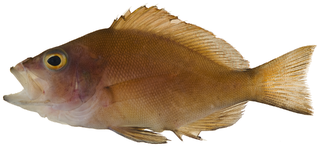 <i>Hypoplectrus nigricans</i> Species of fish