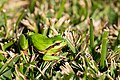 Image 689Iberian green frog (Pelophylax perezi) in the grass, Ponte de Sor, Portugal (approx. GPS location)