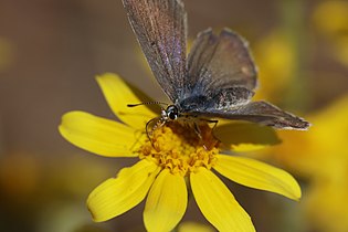 Icaricia icarioides