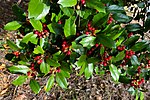 Миниатюра для Файл:Ilex ×wandoensis 2.jpg