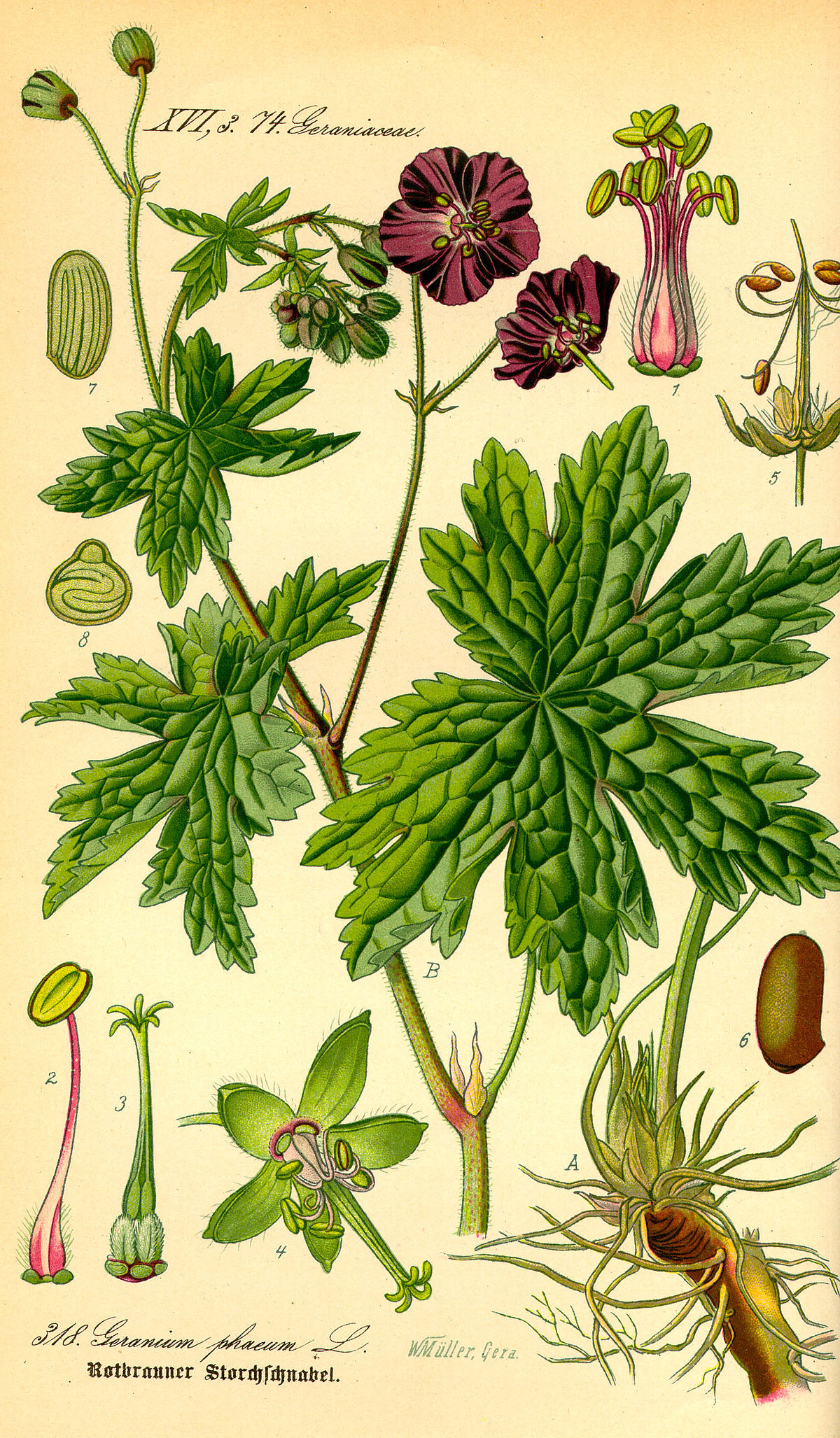 Geranium - Wikipedia, la enciclopedia libre