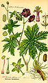 Geranium phaeum - from Thomé Flora von Deutschland, Österreich und der Schweiz 1885