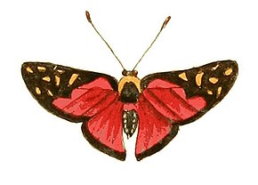 Afbeelding Beschrijving Illustraties van exotische entomologie Erycina Menetas.jpg.