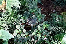 Impatiens morsei - Wilhelma Hayvanat Bahçesi - Stuttgart, Almanya - DSC01805.jpg