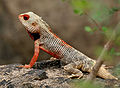 Indian Garden Lizard (Calotes versicolor) in AP W IMG 9913.jpg