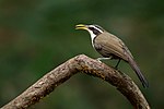 Thumbnail for File:Indian scimitar babbler dandeli.jpg