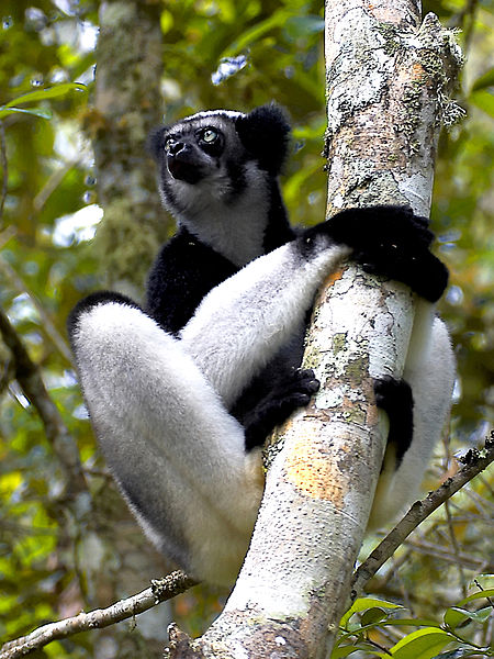 File:Indri 2.jpg