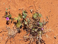 Ipomoea muelleri Burke St Boulia Central Western Queensland P1080421.jpg