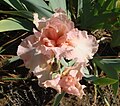 * Nomination: an Iris cultivar Beverly Sills, Hager 1979, from above, Jardin des Iris, Jardin des Plantes, Paris.--Jebulon 22:29, 26 May 2010 (UTC) * * Review needed