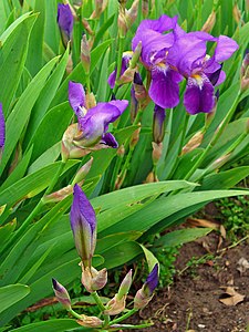Iris germanica Habitus