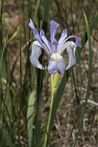 Iris missouriensis