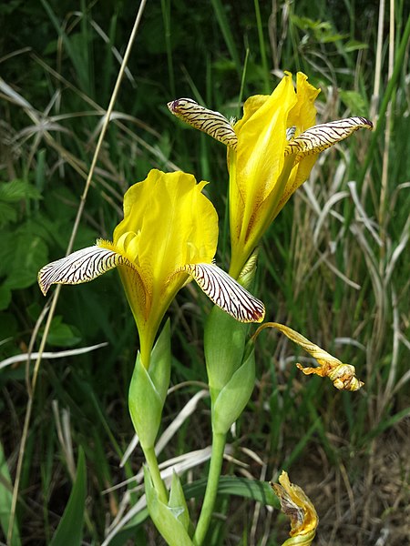 File:Iris variegata sl55.jpg