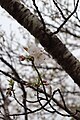 P111 伊予熊谷 Iyokumagai 花の写真