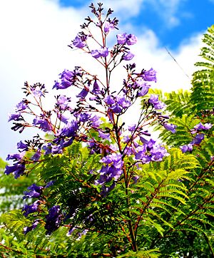 Jacaranda brasiliana3289.jpg