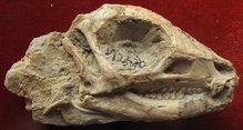 Jeholosaurus shangyuanensis.png