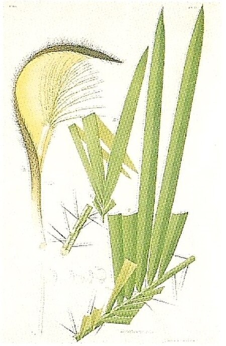 Bactris glaucescens