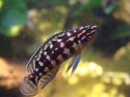 Julidochromis marlieri