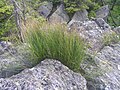 sítina trojklaná (Juncus trifidus) na Vlaštovčích kamenech