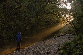 Sunlight through trees