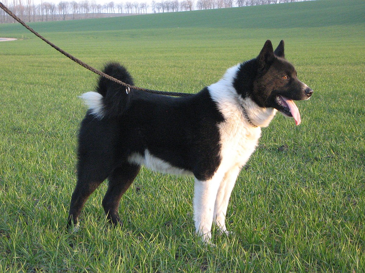 Karelian Bear Dog - Wikipedia