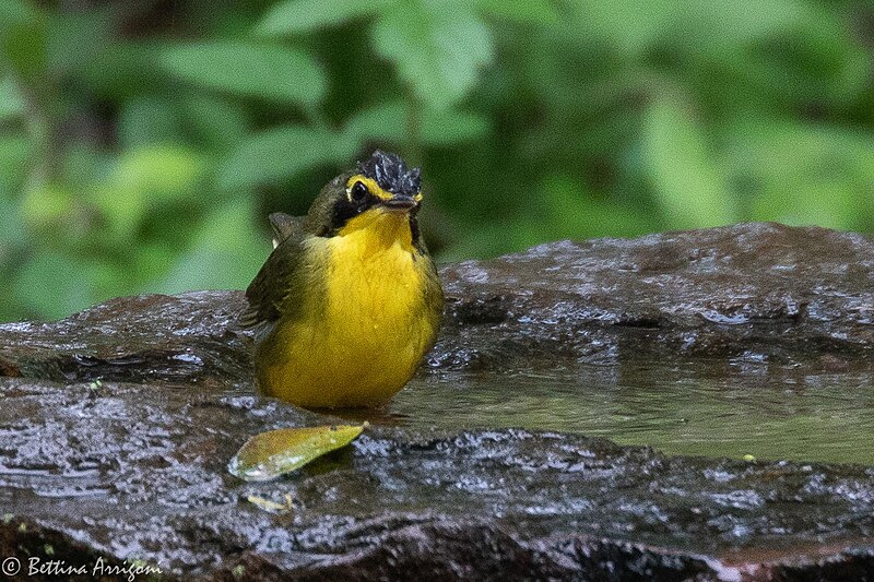 File:Kentucky Warbler (male) Fall Out 2 Sabine Woods TX 2018-04-09 14-16-37-2 (40795024334).jpg