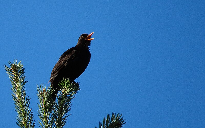 File:Koltrast Blackbird (14333620597).jpg