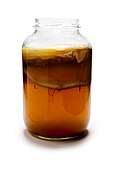Kombucha tea, including the culture of bacteria and yeast, which is not usually consumed