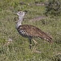 * Nomination Kori bustard (Ardeotis kori kori) male, Namibia --Charlesjsharp 14:34, 27 March 2018 (UTC) * Decline Insufficient quality. Focus missed too far. --Tobias "ToMar" Maier 22:11, 1 April 2018 (UTC)