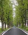 Čeština: Krčmová alej - státem chráněné stromořadí na severní straně obce při silnici na Strážek