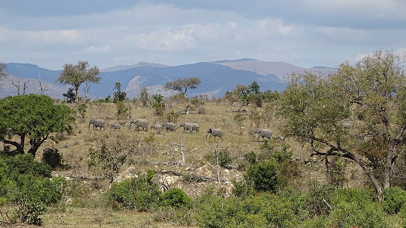 File:Kruger Park Elephants 04.jpg