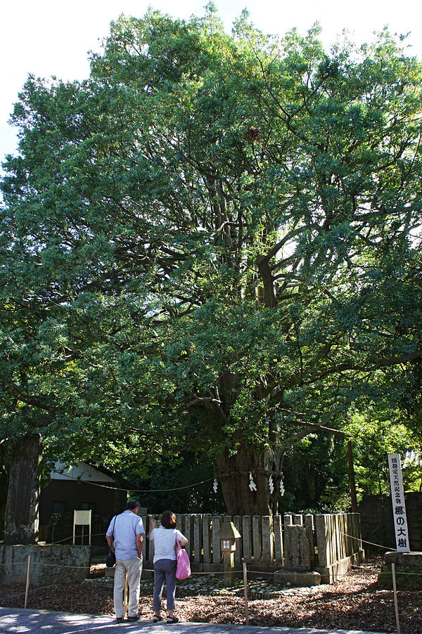 熊野速玉神社のナギ