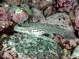 Istigobius campbelli