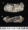 LD 350-1 mandible.jpg