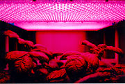 LED panel light source used in an experiment on plant growth. The findings of such experiments may be used to grow food in space on long duration missions.
