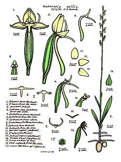 LR043 72dpi Habenaria exilis.jpg