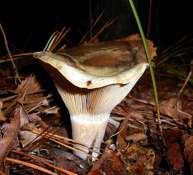 File:Lactarius pseudodeliciosus Beardslee & Burl 189690.jpg