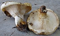 200px-Lactarius_resimus_13072366.jpg